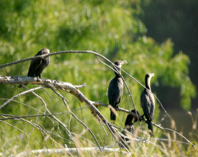 626cooks 118doublecrestedcormorants.jpg