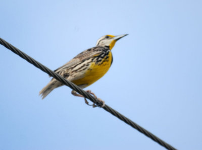 630bbs 030easaternmeadowlark.jpg