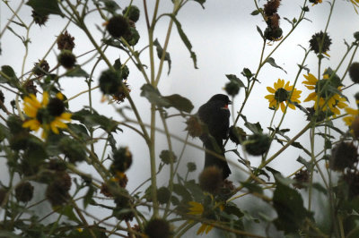 71cooks slough 005redwingedblackbird.jpg