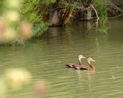 71cooks slough 007blackbelliedwhistlingduck.jpg