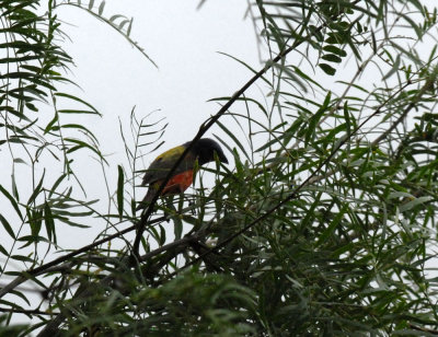 71cooks slough 030paintedbunting.jpg