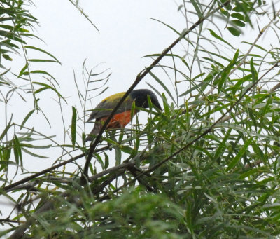 71cooks slough 031paintedbunting.jpg