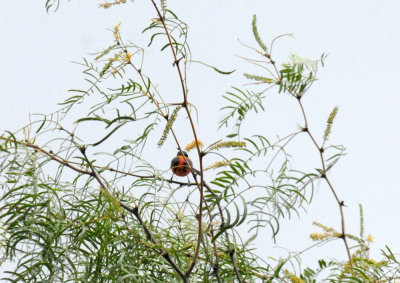 71cooks slough 049paintedbunting.jpg