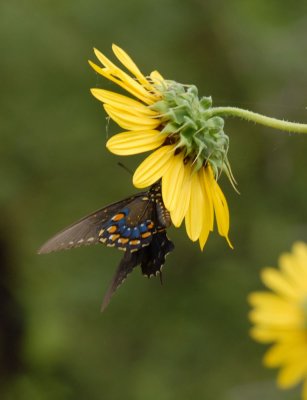 71cooks slough 062pipevineswallowtail.jpg