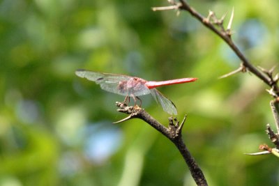 73uvaldecounty 018rosetteskimmer.jpg