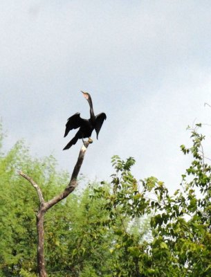 73uvaldecounty 027anhinga.jpg