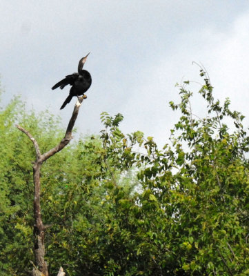 Uvalde County Birding and Bugging