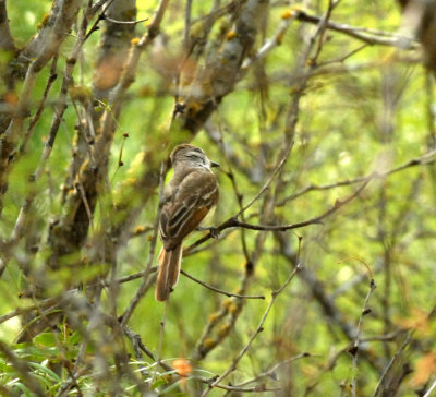 73uvaldecounty 046browncrestedflycatcher 2zzzzzzzzzzzzzzzzzz.jpg