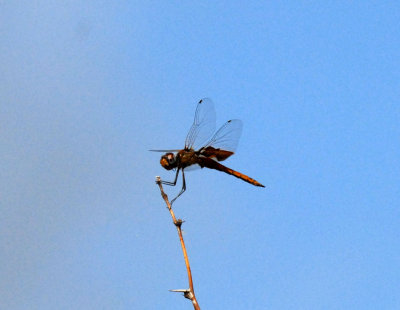 73uvaldecounty 054redsaddlebags.jpg