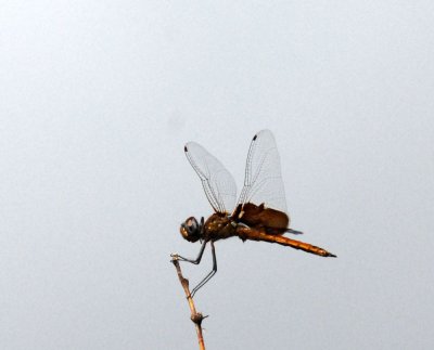 73uvaldecounty 055redsaddlebags.jpg