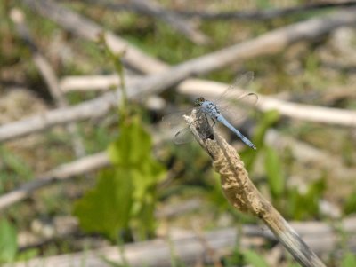 73uvaldecounty 105commonpondhawk.jpg