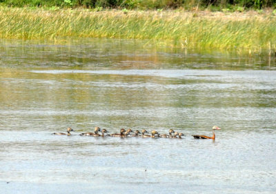 73uvaldecounty 107fishhatchery bbwds.jpg