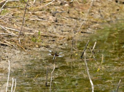73uvaldecounty 115widowskimmer.jpg