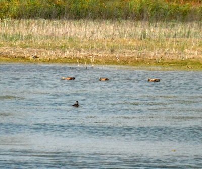 73uvaldecounty 122ruddyduck fish hatchery.jpg
