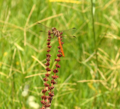 73uvaldecounty 142rosetteskimmer.jpg