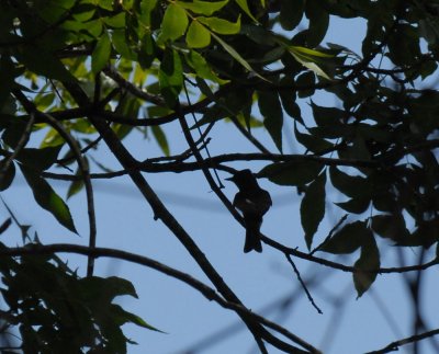 73uvaldecounty 160leastflycatcher.jpg