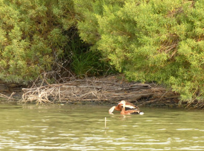 75cooks 004blackbelliedwhistlingducks.jpg