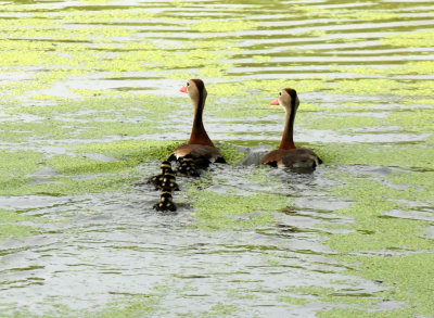 75cooks 014blackbelliedwhistlingducks.jpg