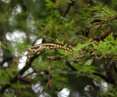 75cooks 053giant swallowtail.jpg