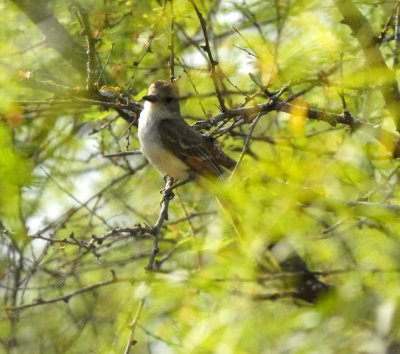 a look at Myiarchus   Ash-throated and Brown-crested Flycatcher