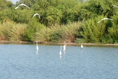 76cooks 008greategrets.jpg