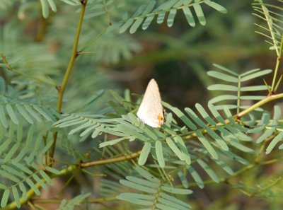 76cooks 048grayhairstreak.jpg