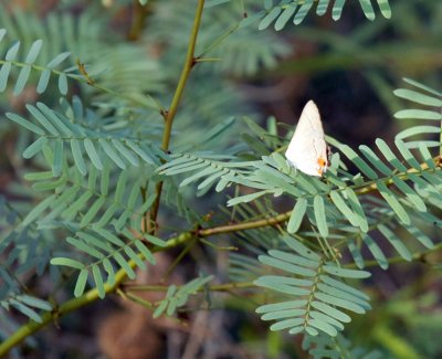 76cooks 049grayhairstreak.jpg