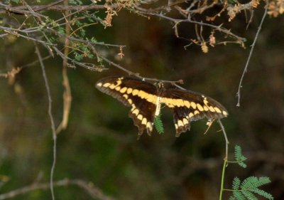 76cooks 086giantswallowtail.jpg