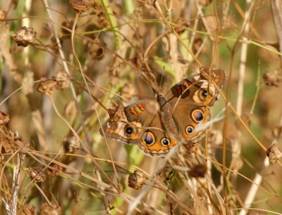 76cooks 103commonbuckeye.jpg