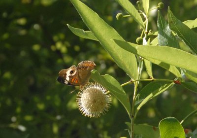 76cooks 154commonbuckeyebuttonbush.jpg