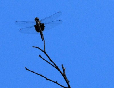 76cooks 169redsaddlebags.jpg