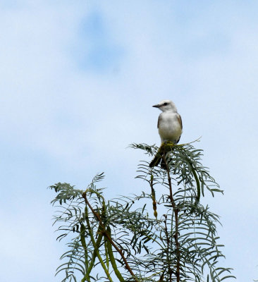 79cooks 011scissortailedflycatcher.jpg