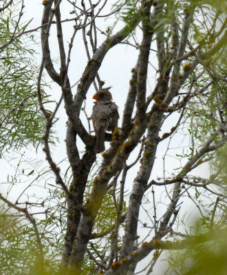 79cooks 080pyrrhuloxia.jpg