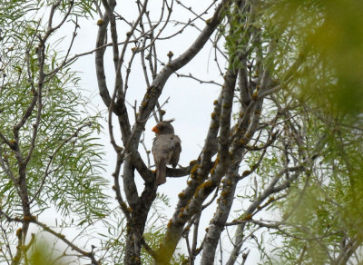 79cooks 081pyrrhuloxia.jpg