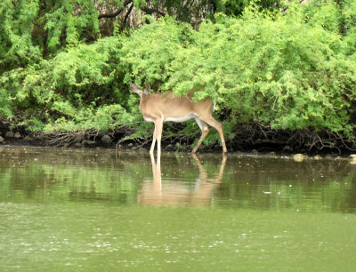 79cooks 108whitetail.jpg