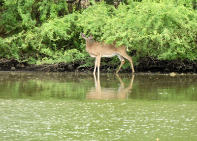 79cooks 109white tail.jpg