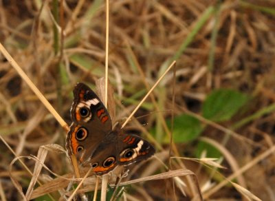 79cooks 126commonbuckeye.jpg