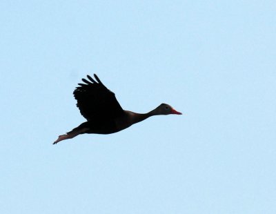 710cooks 011blackbelliedwhistlingduck.jpg