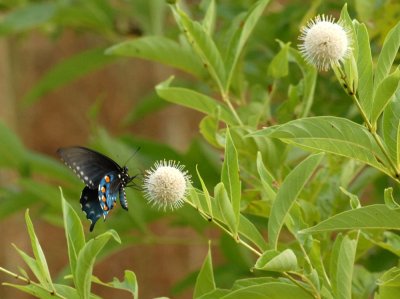 710cooks 035pipevineswallowtail.jpg