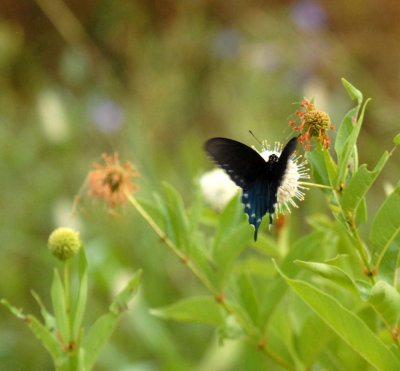710cooks 037pipevineswallowtail.jpg