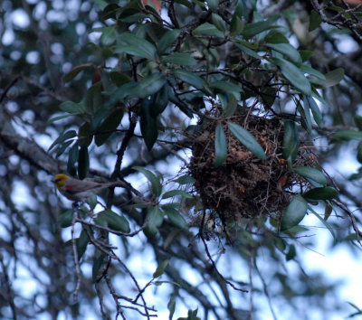 712cooks 029verdin  active nest.jpg