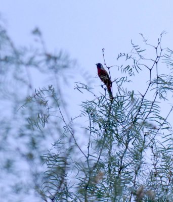 712cooks 085paintedbunting.jpg