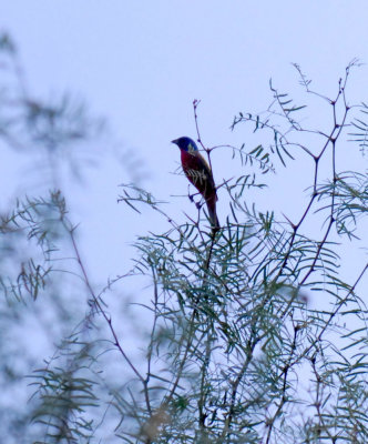 712cooks 086paintedbunting.jpg