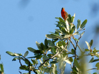 713cooks 051paintedbunting.jpg