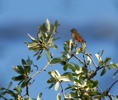 713cooks 053paintedbunting.jpg