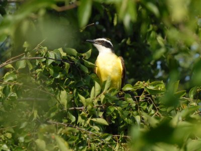 713cooks 090greatkiskadee.jpg