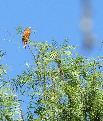 713cooks 142paintedbunting.jpg