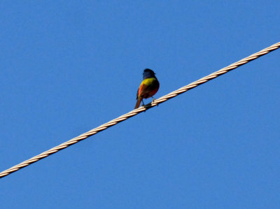 714cooks 055paintedbunting.jpg