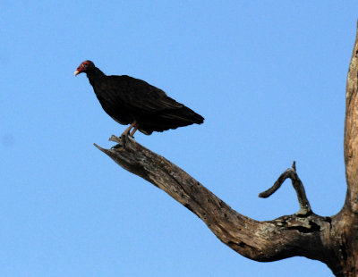 715cooks 079turkeyvulture.jpg