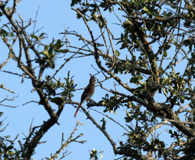 715cooks 085pyrrhuloxia.jpg